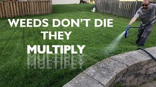 Attempting to Kill Dandelions and Other Weeds!  Part 2 by Jon Collins 8,086 views 5 years ago 4 minutes, 40 seconds
