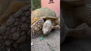 DAY IN THE LIFE OF TIPTOE 🐢 #tiptoe #shorts