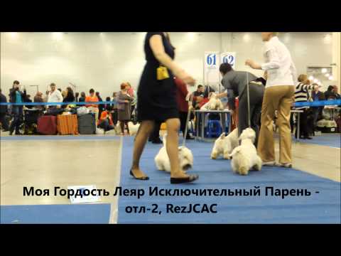 Евразия 2 Силихем Терьер ЩенкиЮниоры
