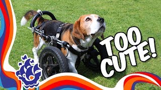 Beagle/Basset hound talent show | Blue Peter