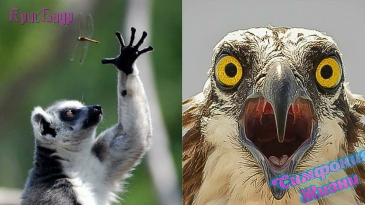 Funny ridiculous photos with animals #1 Cмешные животные #1