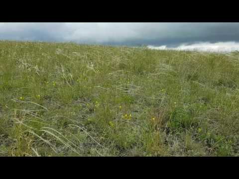 Video: Feather grass - steppe grass