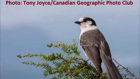 Gray Jays At Our Feeder aka Whiskey Jacks