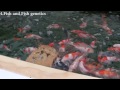 How To Get Little Koi To Grow Into Big Koi How To Get Little Koi To Grow Into Big Koi