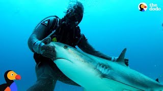 Woman Is A Shark Whisperer | The Dodo