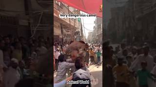 Camel bite, Camel attack. #eiduladha2026 #qurbani #camel