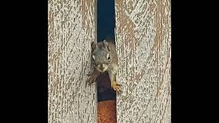 TAMING A WILD SQUIRREL, DAY 1