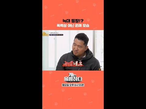 개훌륭 최초 늑대 판정!?🐺 “성격이 원래 그런 겁니다, 늑대라서” [개는 훌륭하다/Dogs Are Incredible] | KBS 방송