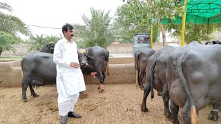 Top level Breeder in Multan Punjab || Hajji Shouqat Dogar