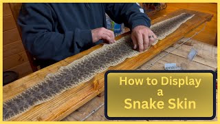 How to Mount a Rattlesnake Skin