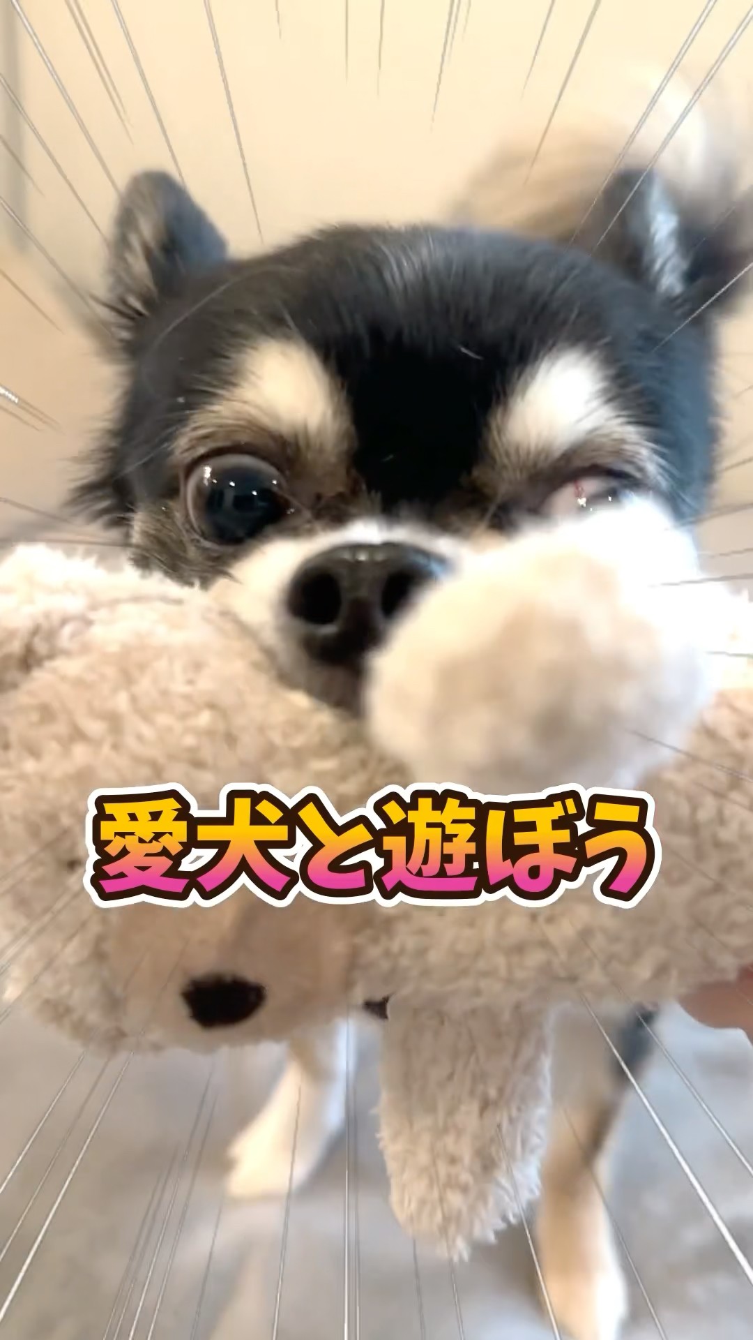 When playing with dogs, verbal commands are essential