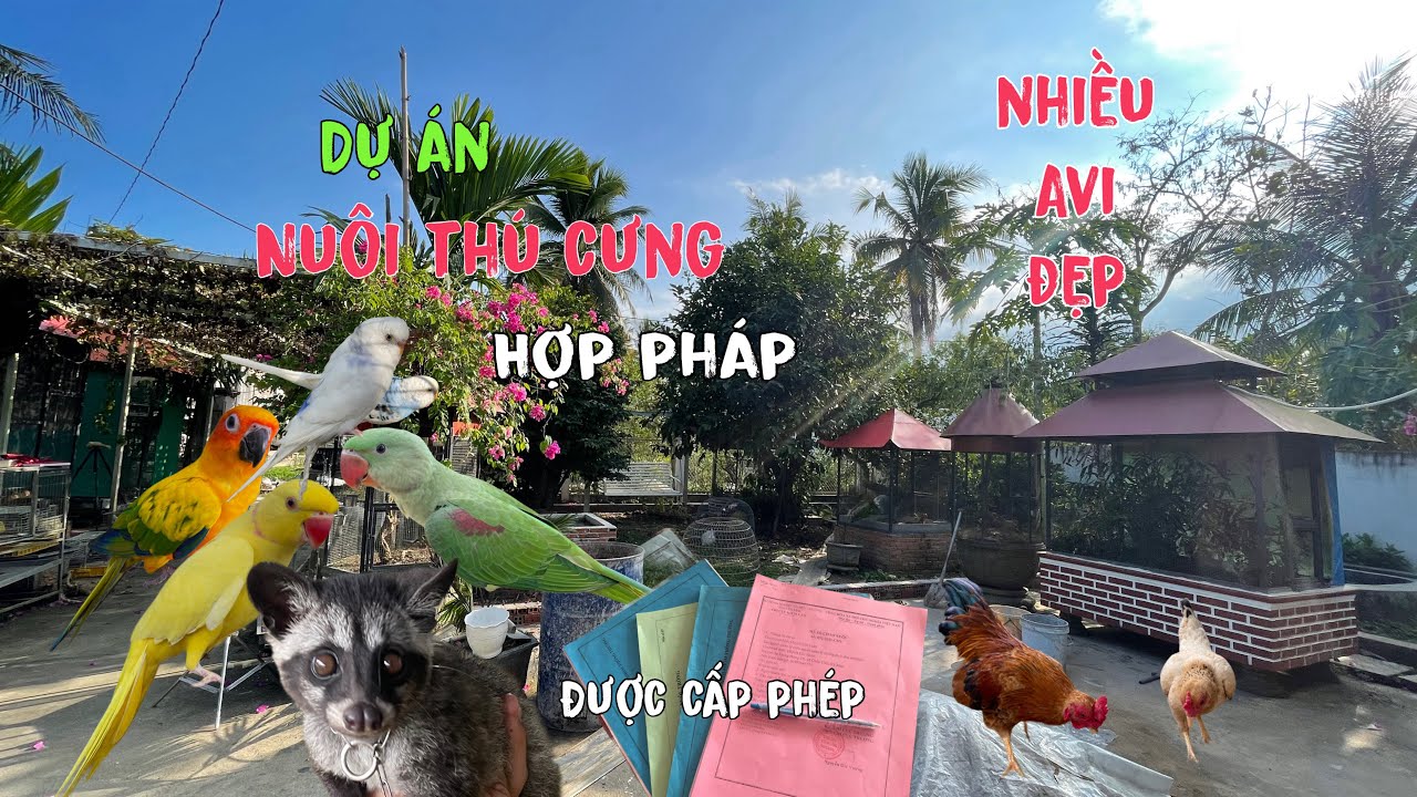 Dự Án Nuôi Chim Hợp Pháp ,Cải Tạo Lại Ruộng Le Le Và Làm Avi Đẹp Nuôi Chim/Góc Chăn Nuôi