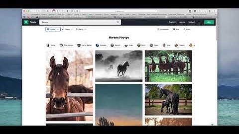 Multi Website Search by Keyboard Maestro