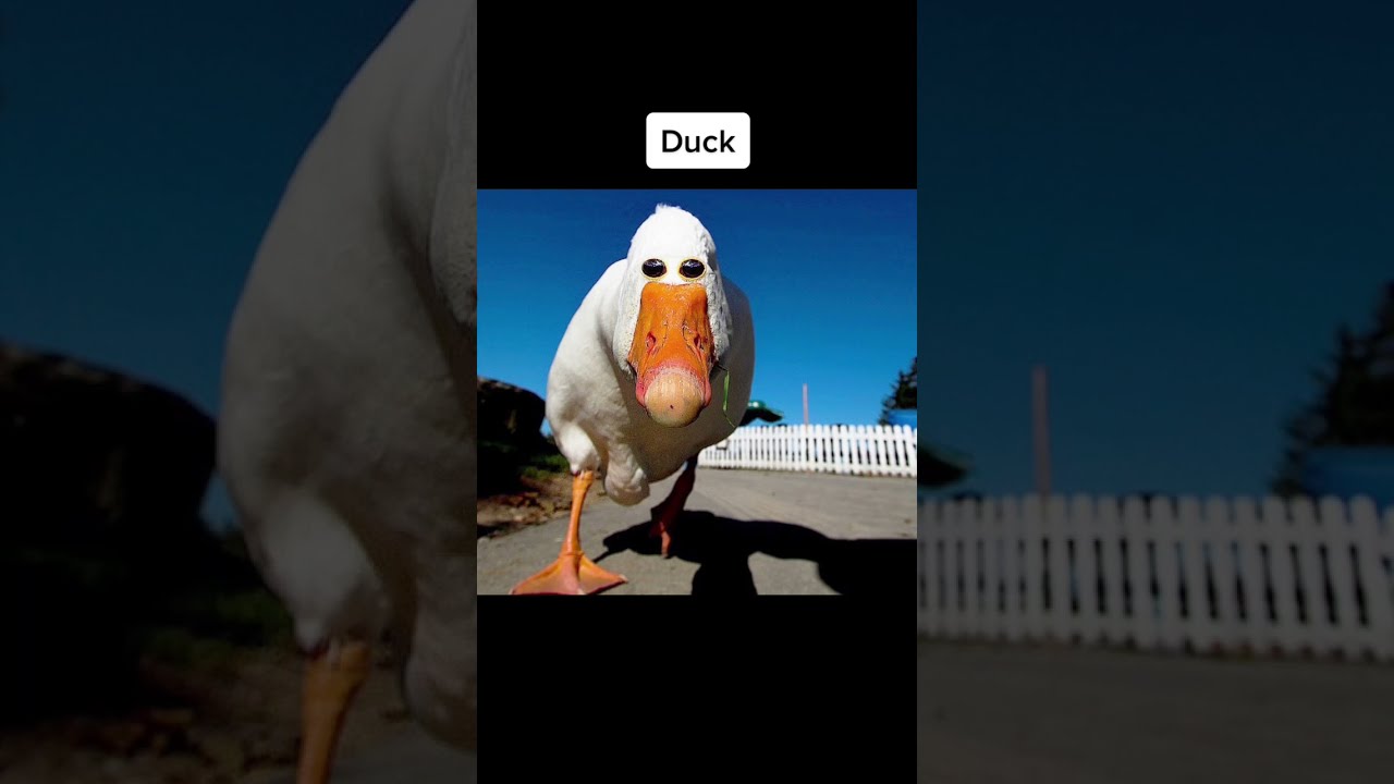 If Animals Eyes Were In The Front Shorts