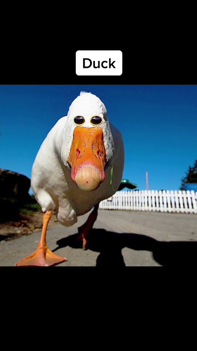 If Animals Eyes Were In The Front 👀 #shorts