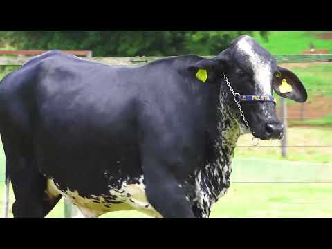 LOTE 159   DELICADA FIV PINBALL SANTA LUZIA   5538CR