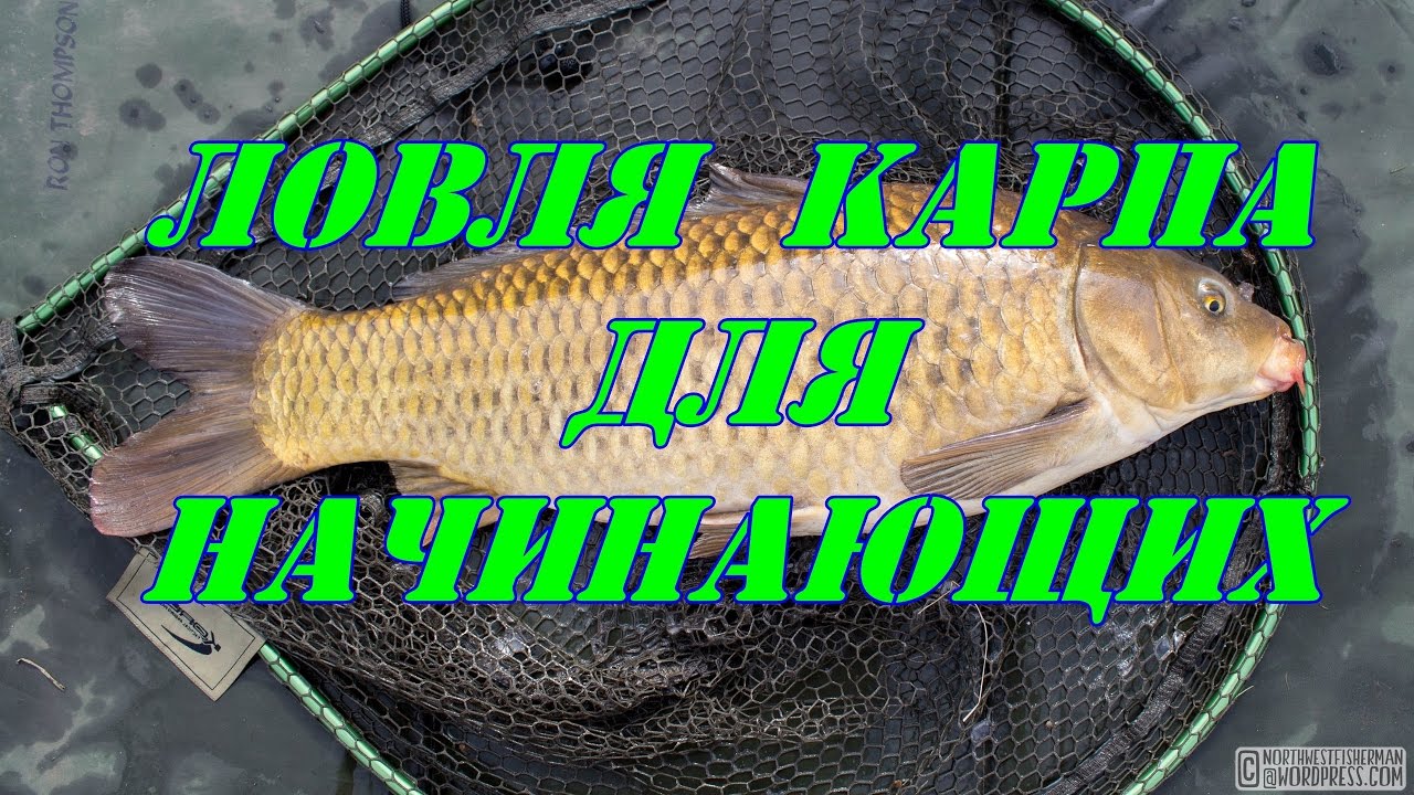 Карп на оке