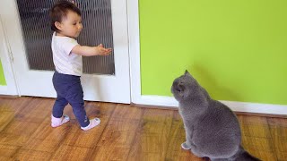 Baby annoying Cats