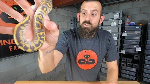 Revealing My Top 5 Most Expensive Ball Pythons... What Are the Results?!