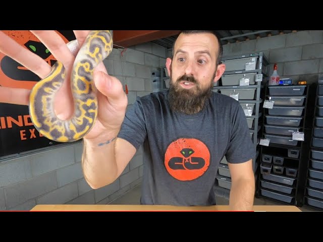 BLIZZARD BOA GENETICS; HOW TO MAKE A WHITE BOA! 