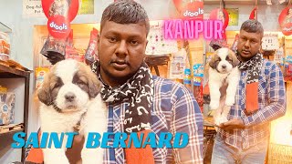 SAINT BERNARD MALE AND FEMALE | TOP QWAILTY PUPPY AT SALONI PET SHOP | by SALONI PET SHOP KANPUR 440 views 2 months ago 4 minutes, 42 seconds