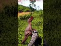 Never give up  -The Isle evrima Omniraptor  #theisleevrima #dinosaur #theislegameplay #omniraptor