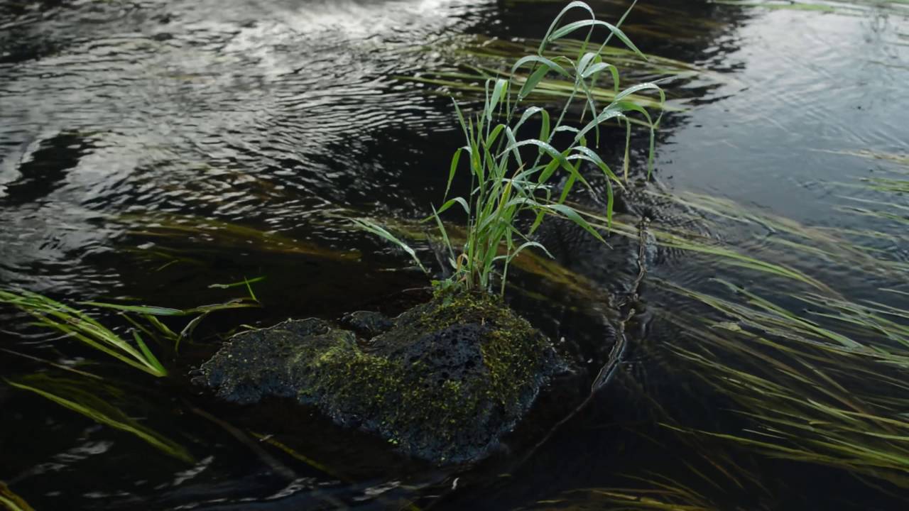 Рыба реки ворона Рыба реки ворона