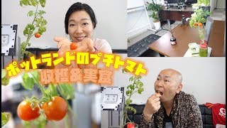 ポットランドのプチトマト収穫＆実食！栽培キットでのできは？