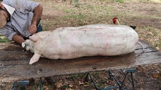 Dia De Fartura Matando Porco Caipira
