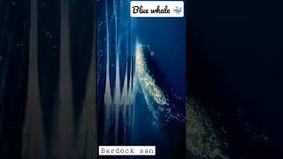 صوت الحوت الازرق - BLUE WHALE