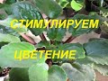 КАК ПОДГОТОВИТЬ ФИАЛКУ К ЦВЕТЕНИЮ. СТИМУЛЯЦИЯ