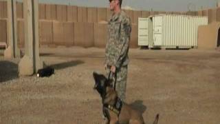 Training to sniff out explosives