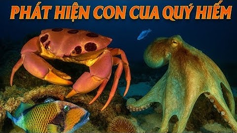 Grotinbraak – Kom oog in oog te staan ​​met gigantische octopussen en zeldzame krabben