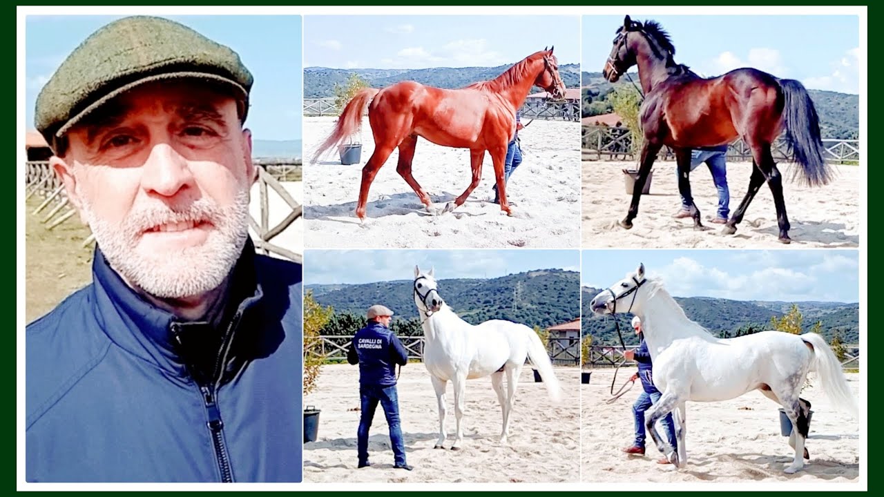 INTERVISTA AL DOTTOR RAFFAELE CHERCHI - PRESENTAZIONE STALLONI 2022 AGRIS SARDEGNA