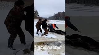 В Тверской области спасли лося, провалившегося под лёд