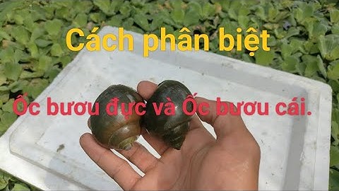 Cách nhận dễ biết ốc bươu đực và ốc bươu cái.