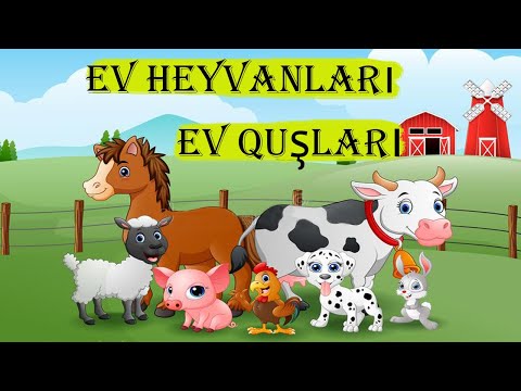 Video: Ev Heyvanları üçün 14 Qasırğa Təhlükəsizliyi Haqqında Göstərişlər