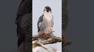 baz // Video by ODIA F&amp;E 1 // #viral #tending #shots