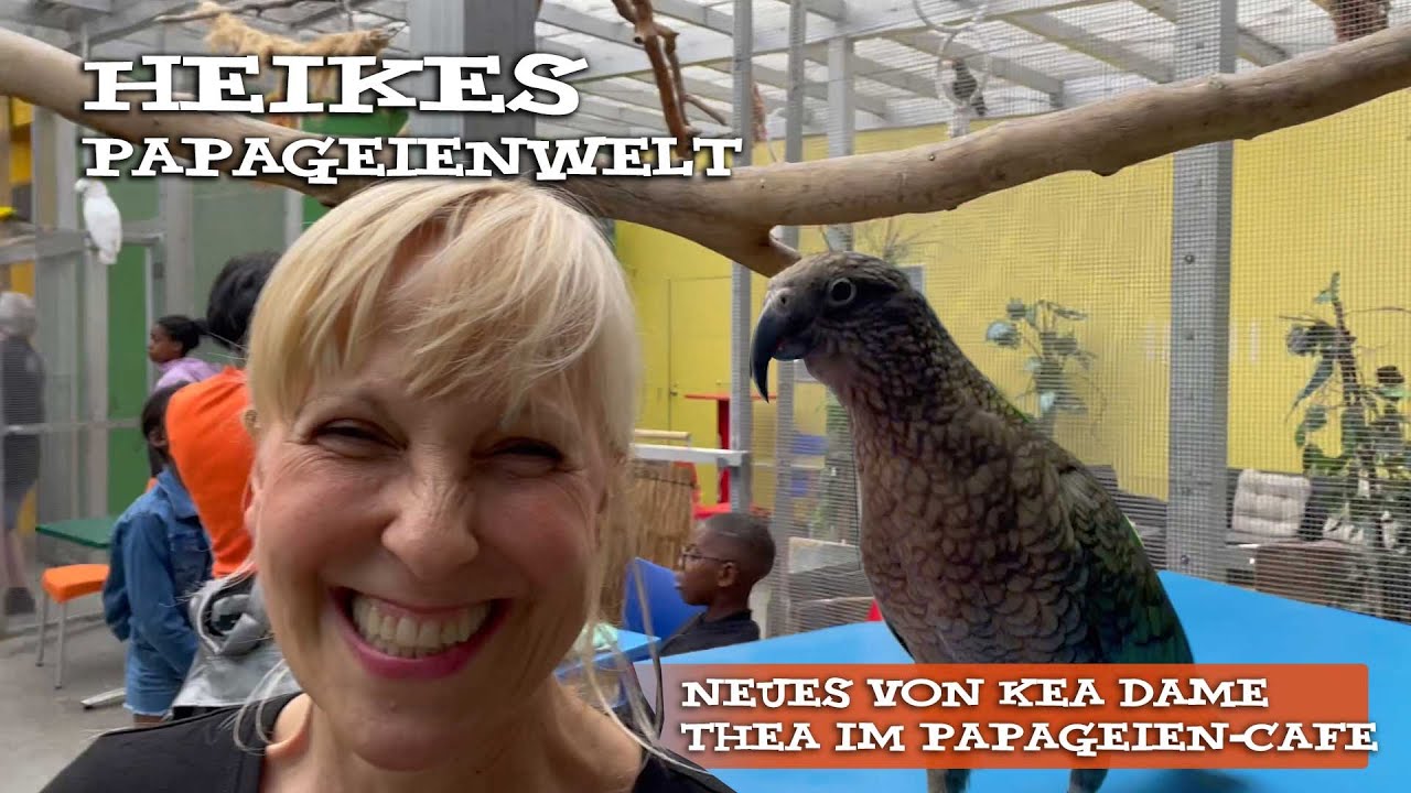 Neues von Kea Dame Thea im Papageien-Cafe