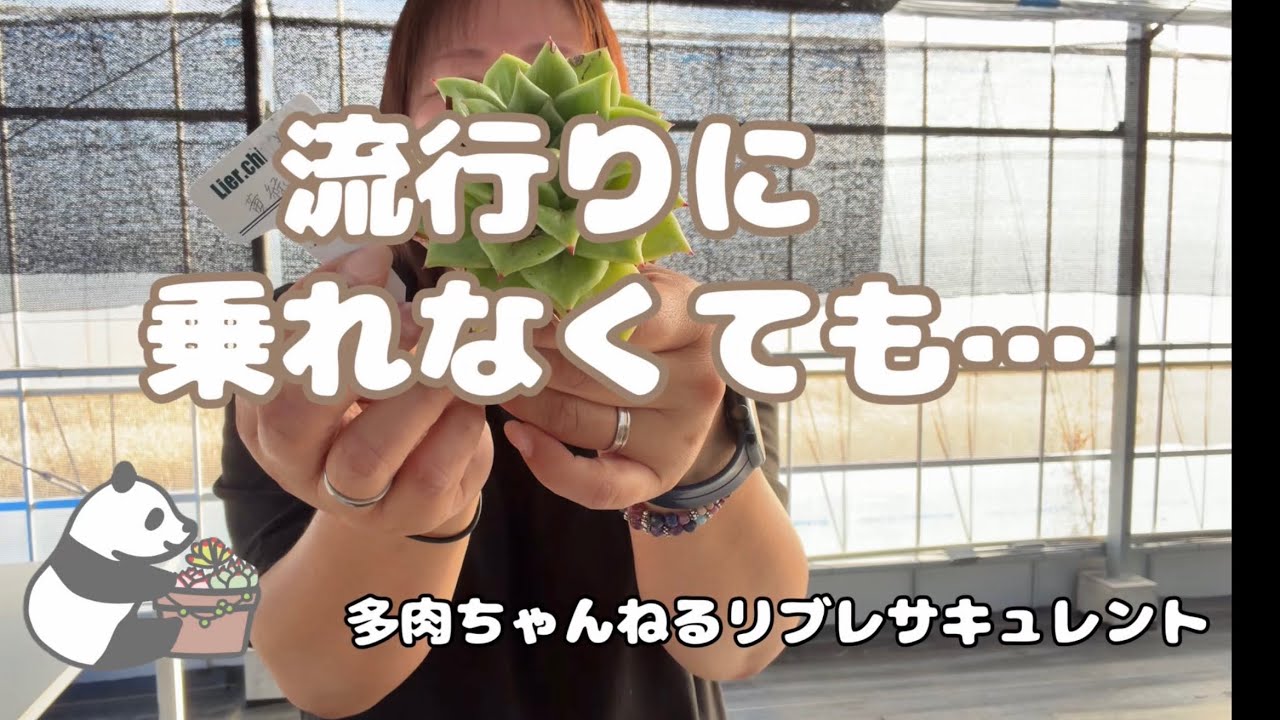 Succulents] Even if you can't keep up with the trend - YouTube