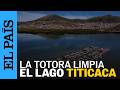 LAGO TITICACA | 'Filtros verdes' de TOTORA podrían recuperar la CONTAMINACIÓN del Titicaca | EL PAÍS