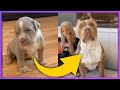 Dogs Grow Up - 8 Weeks to 1 Year 🐕 | Best TikTok American Bully