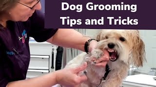 Coton De Tulear and a Havanese. Grooming Skye and Theodore Bear get easy to maintain dog hairstyles.