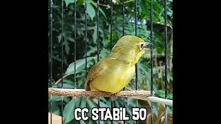Download Lagu KECIAL GACOR JOSS CC STABIL 50 MP3 Download Lagu KECIAL GACOR JOSS CC STABIL 50 MP3