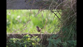 #eurasian  Wren sings his lungs out!