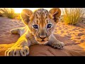 Baby animals 4k  musique relaxante qui gurit le stress lanxit les conditions dpressives la