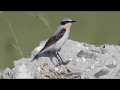 Northern Wheatear, family ,male, female and chick, Oenanthe oenanthe