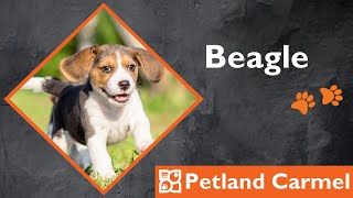 Tail Wagging Wonders: Beagle Breed