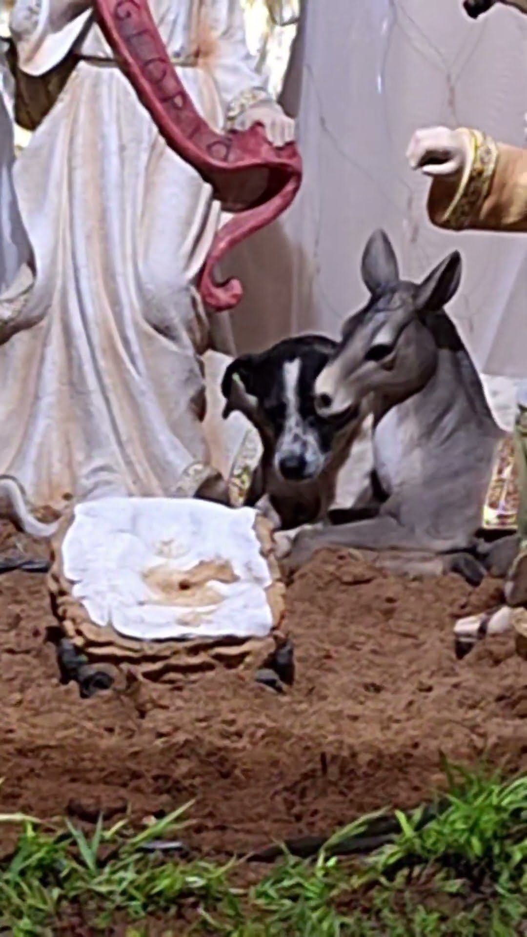 Dog Joins Nativity Scene || ViralHog