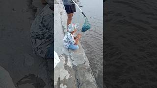 Keong sawahnya banyak sekali#shortsfeed#shortvideo#shorts#short#hobbyikan#fyp